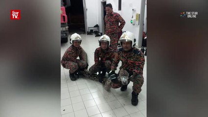 6.7m python slithers into Johor home