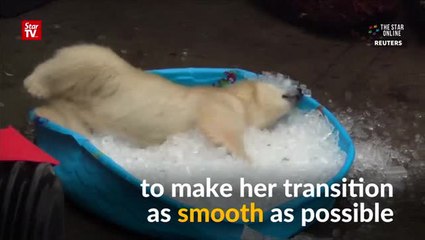 Polar bear playtime in ice bath