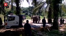 A herd of wild elephants captured and relocated