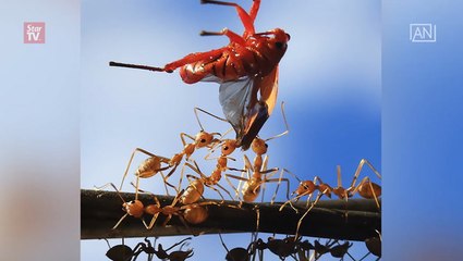 Asean biodiversity photo contest