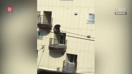Chimp ‘prison break’ in Japan