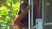 World's oldest orangutan turns 60