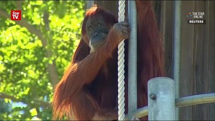 World's oldest orangutan turns 60