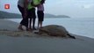 Turtle's eggs snatched by thief