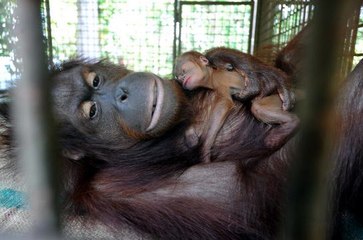 Show animal Marina enters motherhood