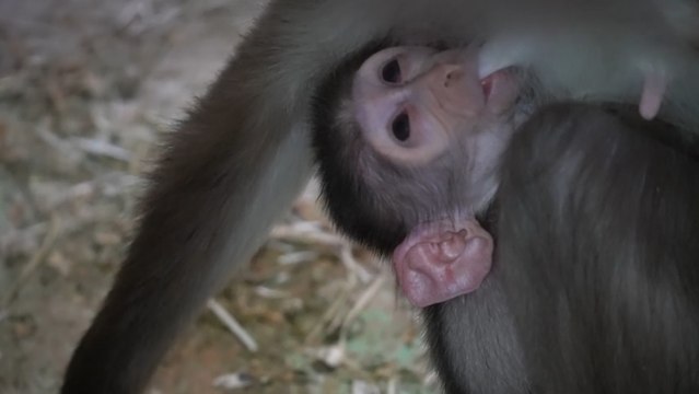 Nace una nueva cría en el Bioparc