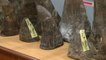 Customs bust attempt to smuggle in African rhino horns