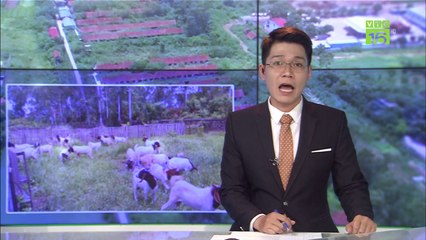 Ngắm trang trại nuôi dê rộng 15 ha "siêu khủng" | VTC16
