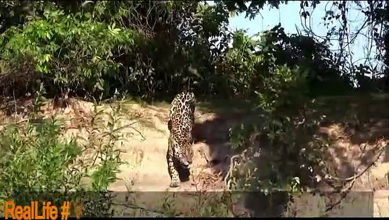 animals 1