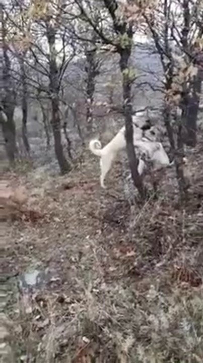 SiVAS KANGAL KOPEKLERi GOREV BASINDA OYUN - KANGAL DOGS MiSSiON