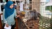 Caged protected animals worth RM50,000 saved by Perhilitan