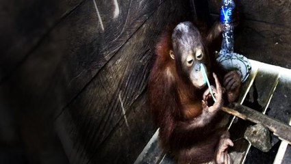 Orangutan rescued after two years in a box in Borneo