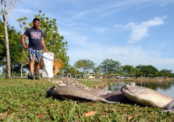 Fish die in lake, residents collect windfall