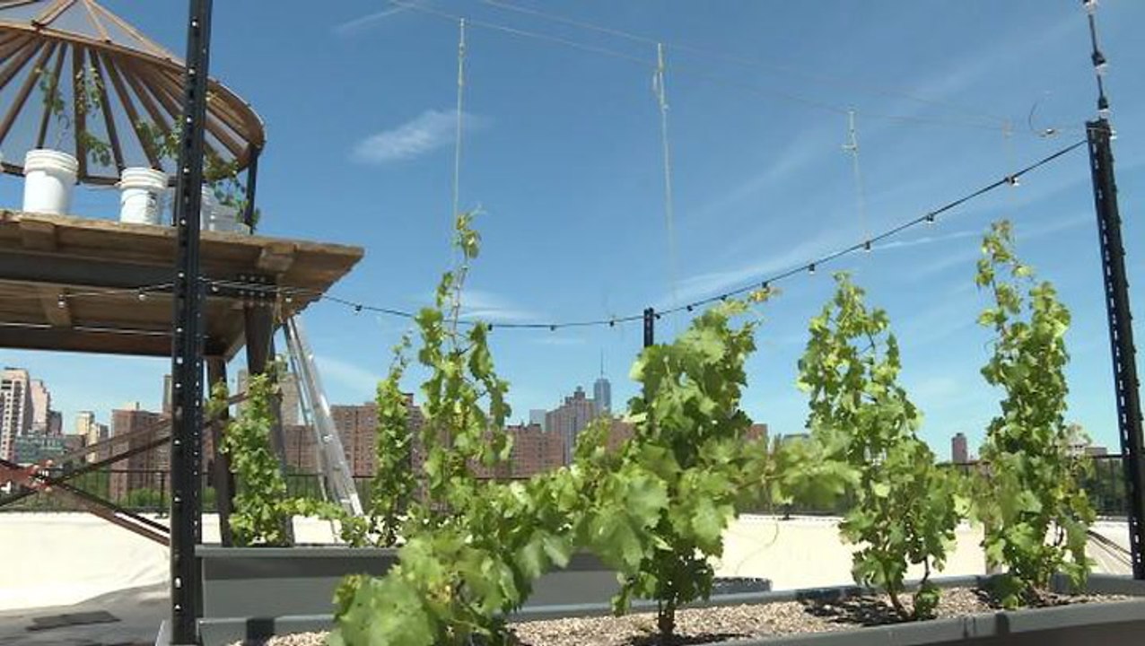 First ‘rooftop vineyard’ opens in New York City video Dailymotion