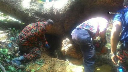 Two killed, six injured by fallen tree in Janda Baik trip