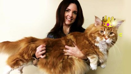 Oz's Omar in the running to be crowned the world's longest cat