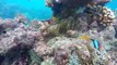 Red Sea's coral reef could be key in saving dying reefs