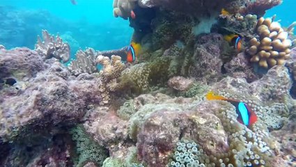 Télécharger la video: Red Sea's coral reef could be key in saving dying reefs