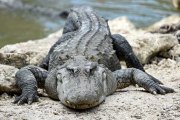 Alligator nearly severs woman's hand in Florida