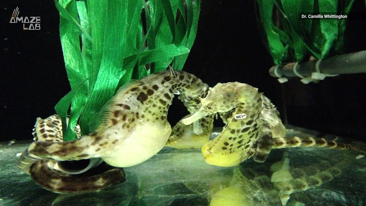 Male Seahorse Pregnancies May Be Just as Complex as Females'