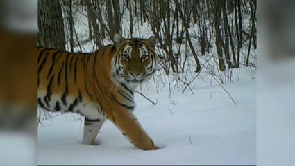 Rare wildlife population on rise in northeast China