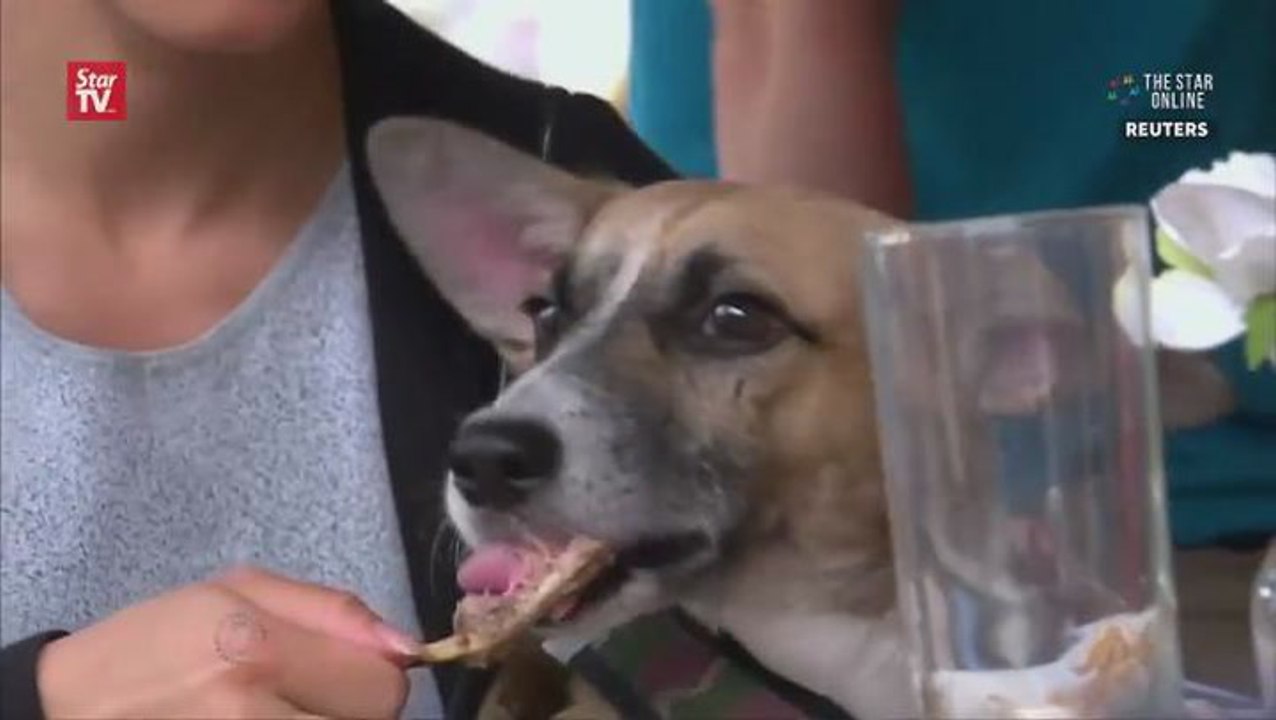 Catering to canines on National Dog Day