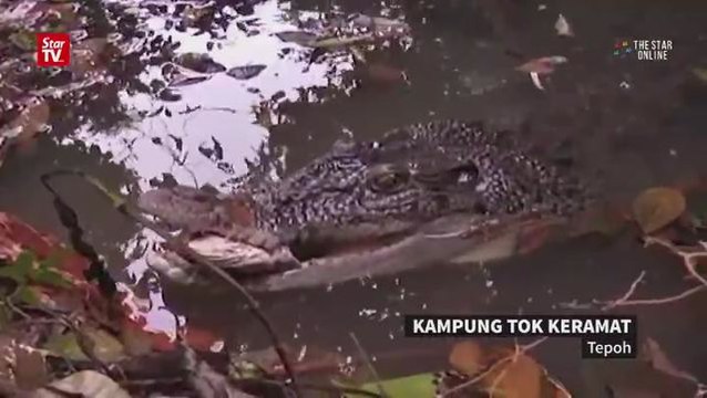 Crocodile attracts visitors around Terengganu