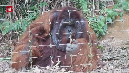 Download Video: ‘Save The Orangutans, We Care, We Love, We Conserve!’