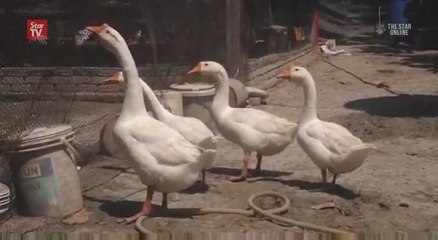 From a poultry farm to a mini zoo