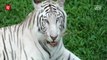 Chiang Mai zoo mourns the loss of its beloved white tiger