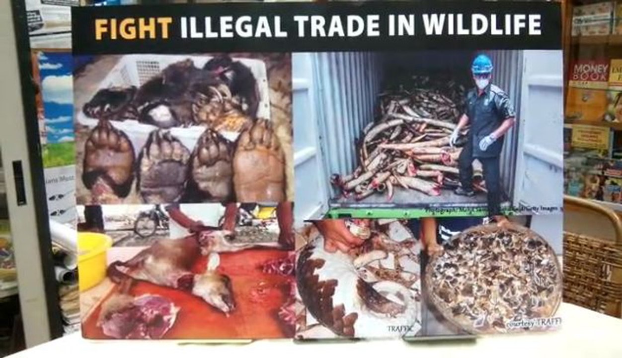 Special enforcement needed to curb illegal wildlife trading