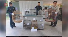 Perhilitan seizes protected birds worth RM50,000