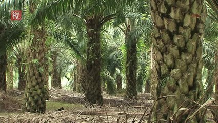 CPO to hover around RM2,500 to RM2,700