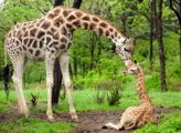 Giraffes in Africa face “silent extinction”