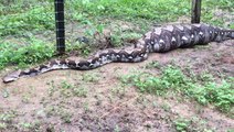 Villagers catch goat eating snake in Maran