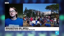 Mauritius oil spill: volunteers race to save dying wildlife
