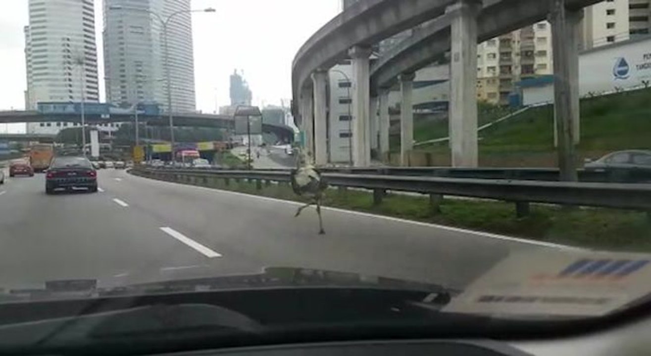 Ostrich sprints down Federal Highway