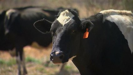 Change in diet may reduce cow methane release