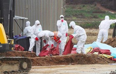 South Korea's bird flu alert hits highest level ever