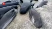 Rescuers race to save stranded whales in New Zealand