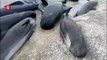 Rescuers race to save stranded whales in New Zealand