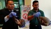 Live pangolins, scales seized in Kedah