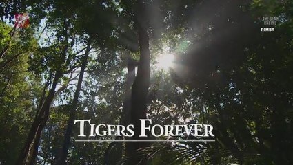 'Tigers Forever' documentary