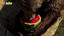 Zoo Animals Enjoy Icey Snacks in Rome's Hot Summer Weather