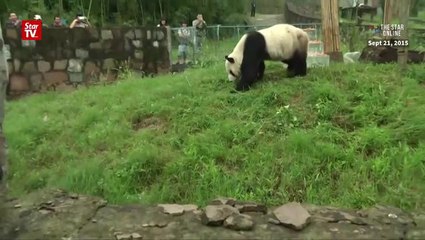 World's oldest male panda dies at 31