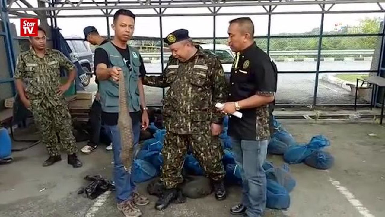 Border patrol rescues 109 pangolins from traffi...