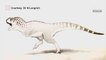 'Last African dinosaur' discovered in Moroccan mine