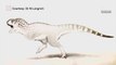 'Last African dinosaur' discovered in Moroccan mine