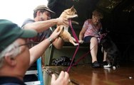 Shelters for displaced animals
