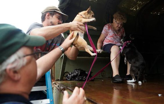 Shelters for displaced animals